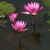 蓮花 