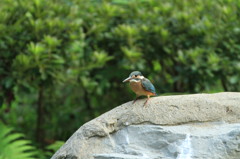 かわいいカワセミ