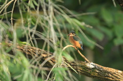 林中のカワセミ