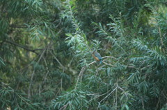 林中のカワセミ