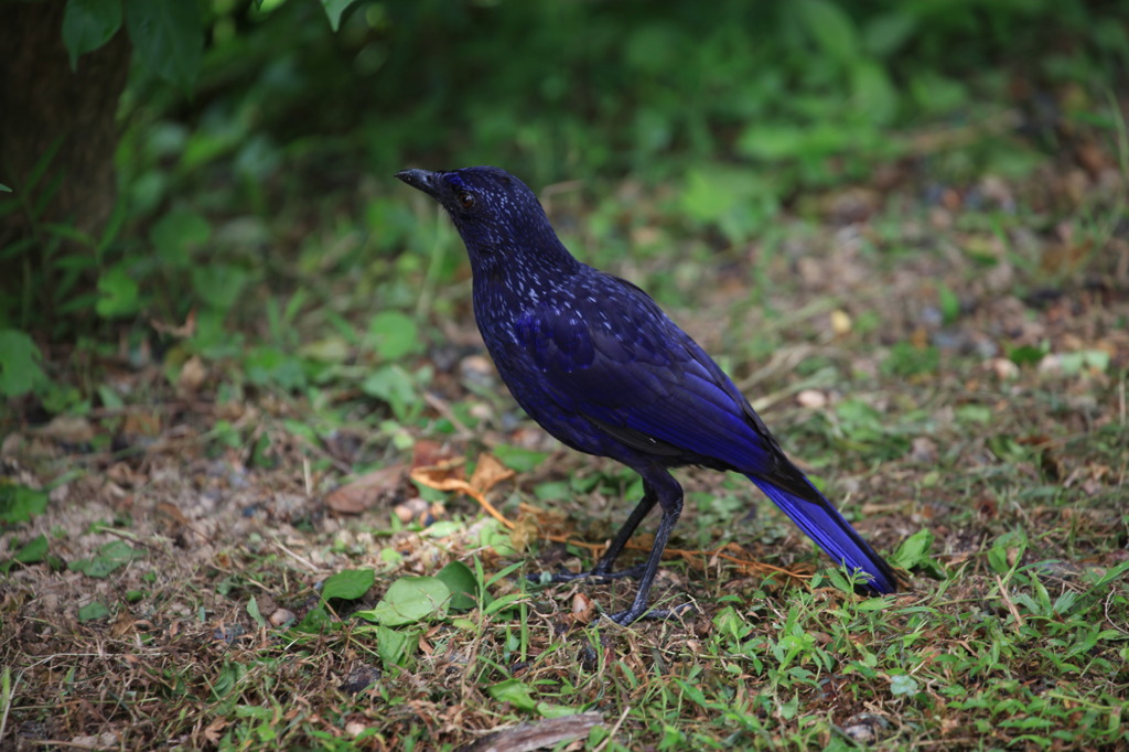 野鳥