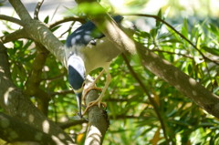 ランチを食べる.3