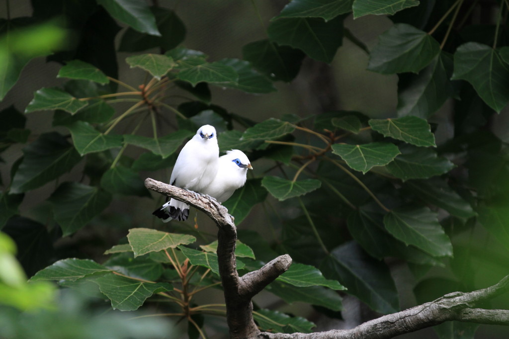 鳥の夫婦 By 白の貴公子 Id 写真共有サイト Photohito