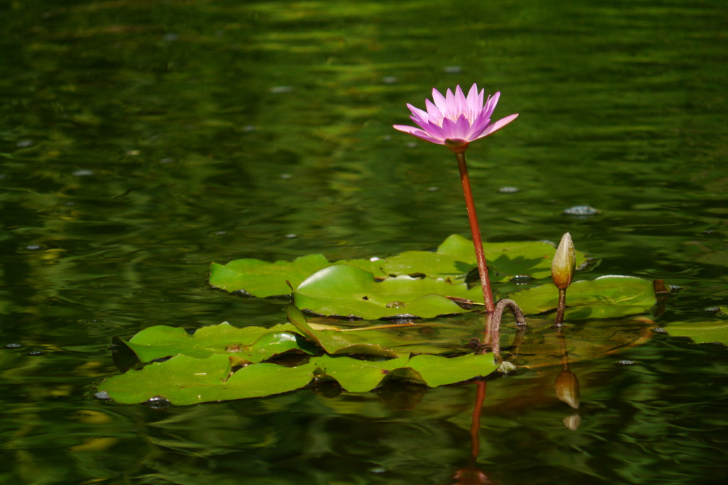 蓮花 