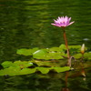蓮花 