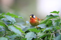 オレンジ色の鳥 