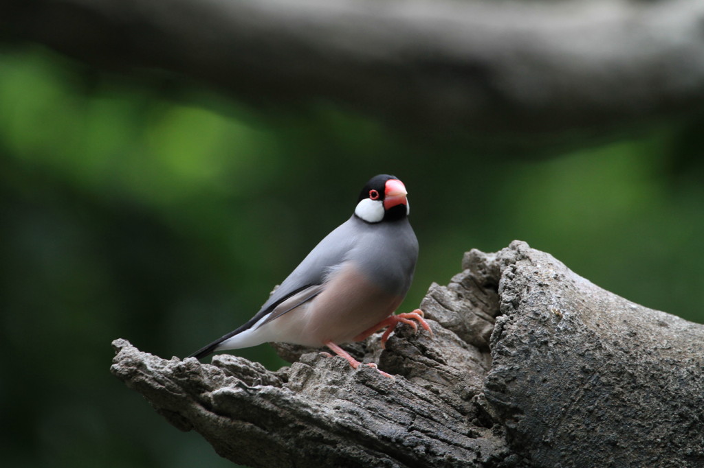 林中の鳥