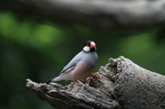 林中の鳥