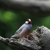 林中の鳥
