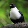 野鳥
