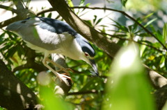 ランチを食べる.2