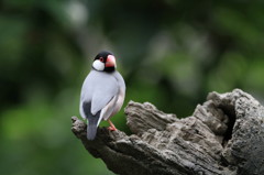 林中の鳥