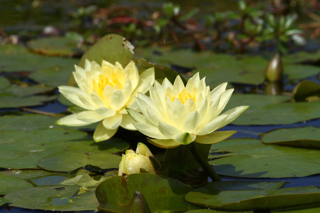 蓮花 