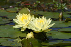 蓮花 