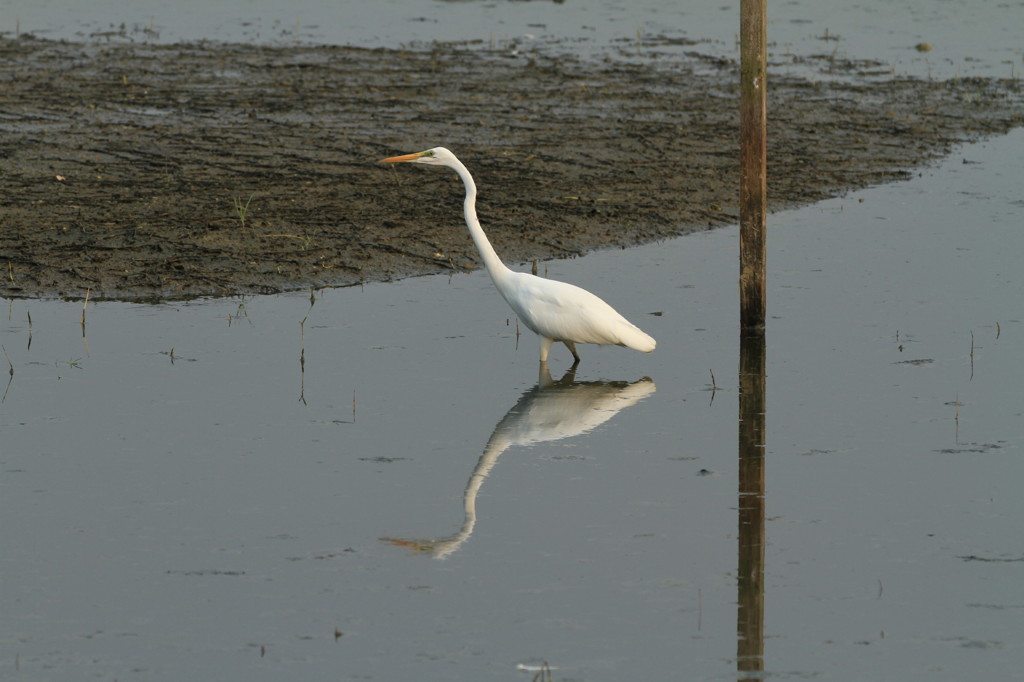 野鳥