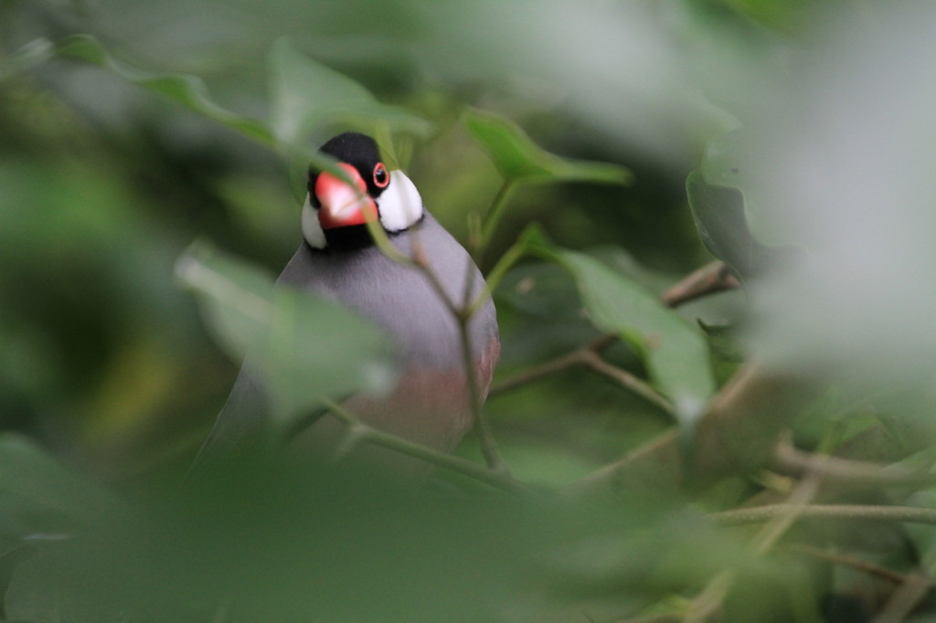 林中の鳥