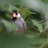 林中の鳥