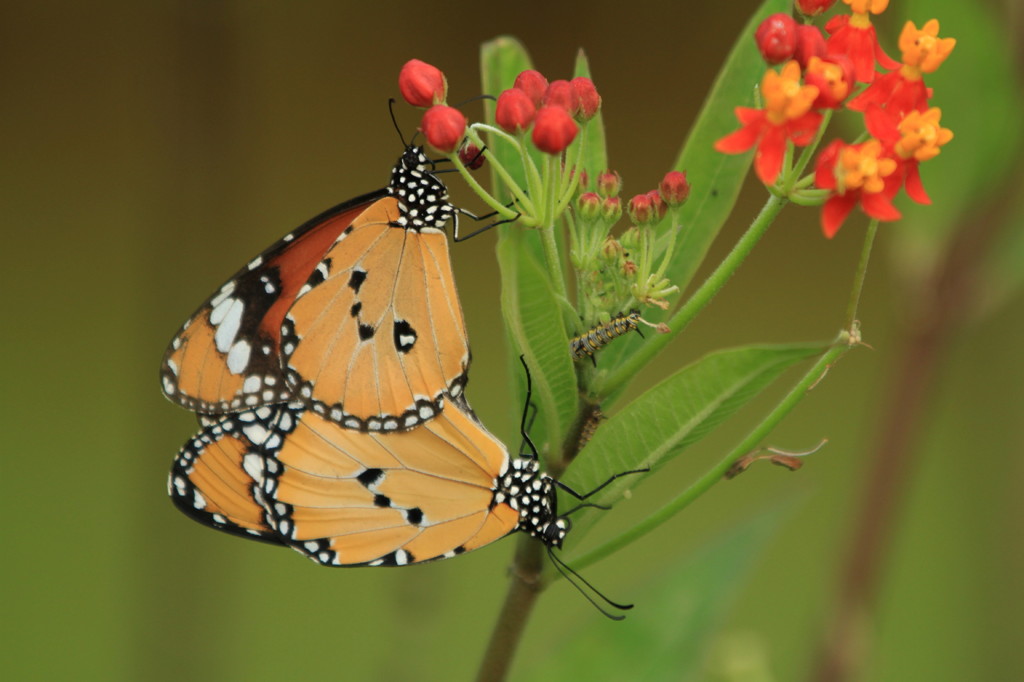 ダブルのチョウ