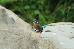 カワセミはランチを食べる.1