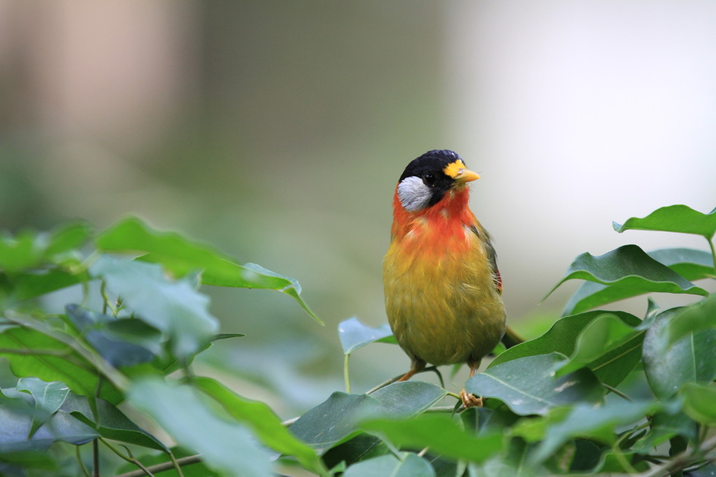 オレンジ色の鳥 