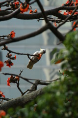 野鳥