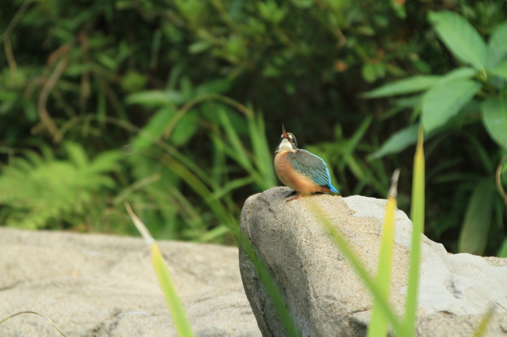 かわいいカワセミ