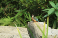 かわいいカワセミ