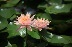 蓮花 