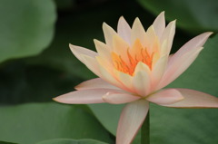 蓮花 