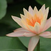蓮花 