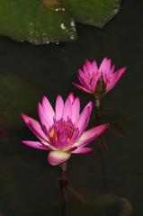 蓮花 