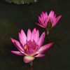 蓮花 
