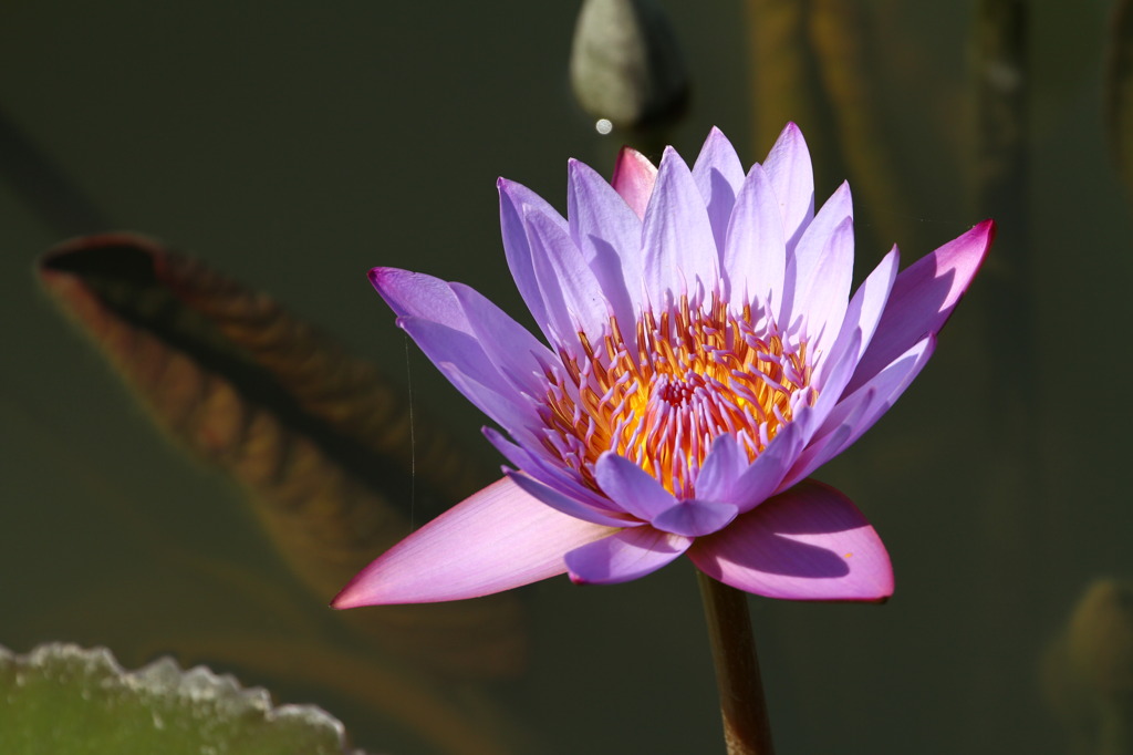 蓮花 