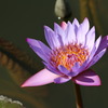 蓮花 