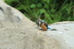 カワセミはランチを食べる.2
