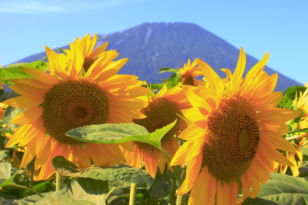 夏バテ