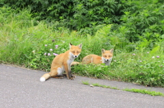 キタキツネの兄妹