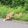 キタキツネの兄妹
