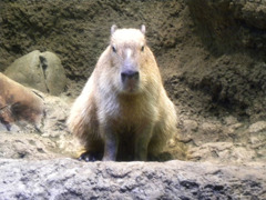 カピおじさん