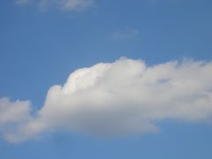 イルカに見えない？