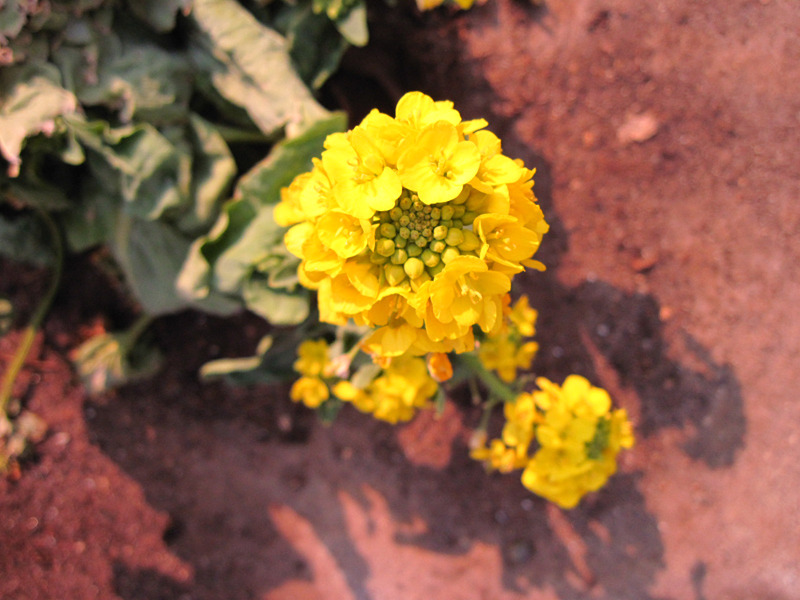 白菜の花