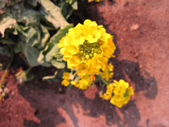 白菜の花