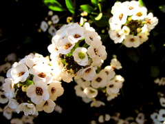 白い花