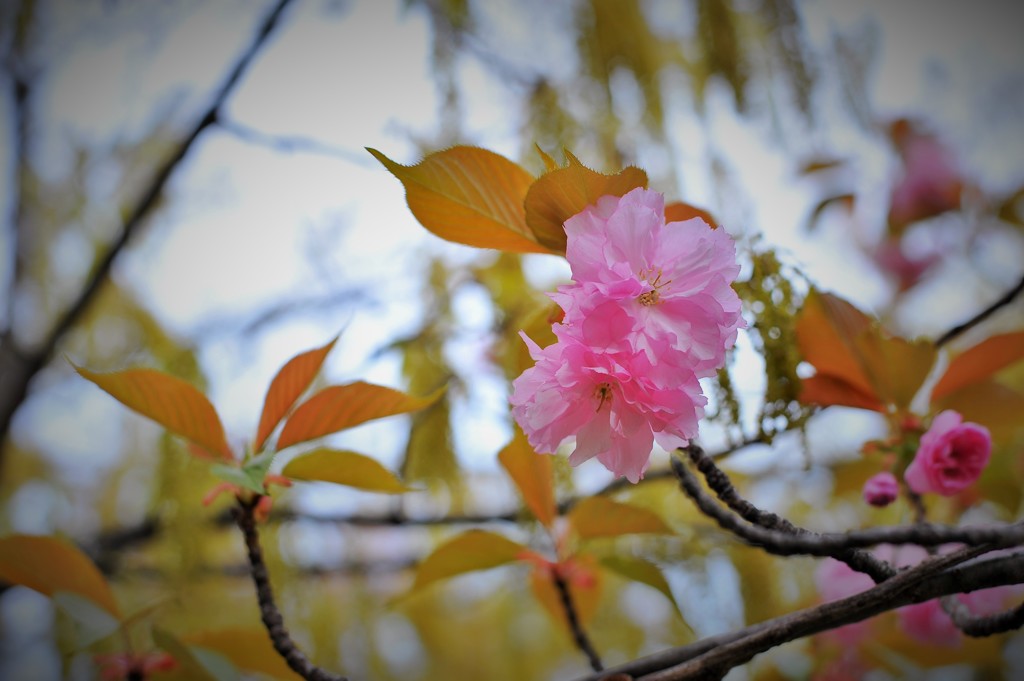 里桜