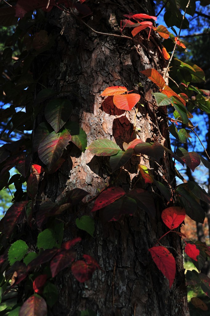 松の紅葉