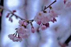 桜 2016