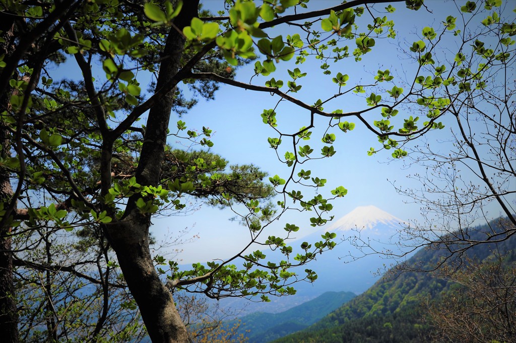 Fresh Green & Mt. Fuji