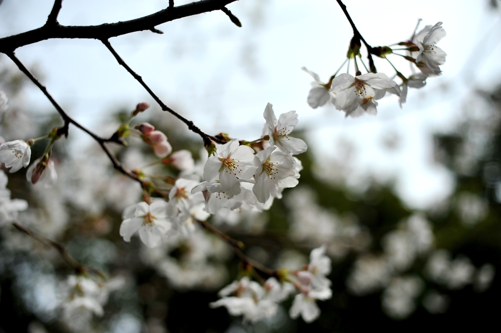 sakura 2013
