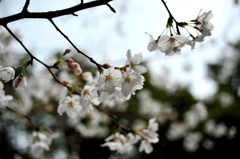 sakura 2013