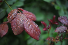 In the Rain